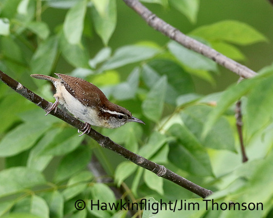 Carolina wren