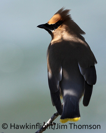 Cedar Waxwing