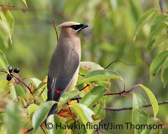 Cedar Waxwing