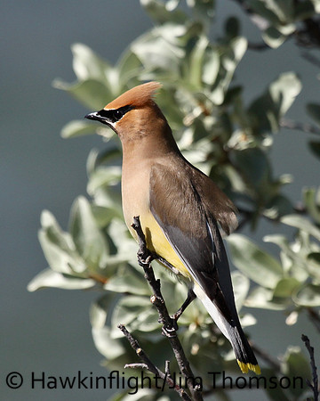 Cedar Waxwing