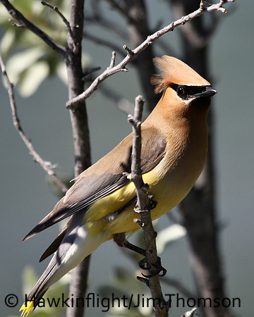 Cedar Waxwing