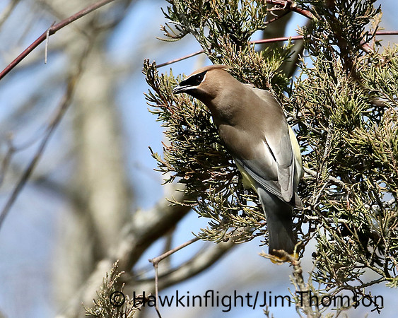 Cedar Waxwing