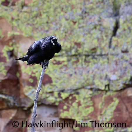 Common Raven