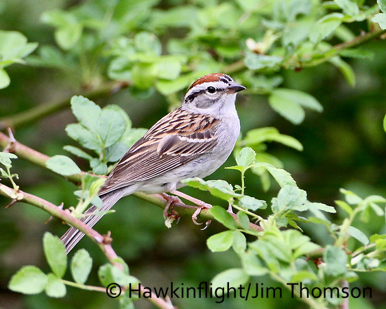 Chipping Sparrow