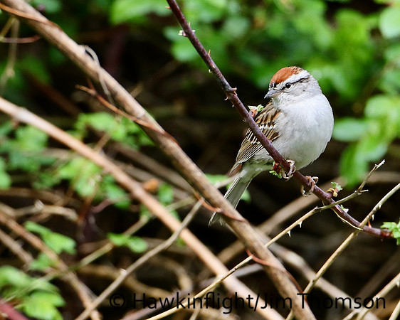 Chipping Sparrow
