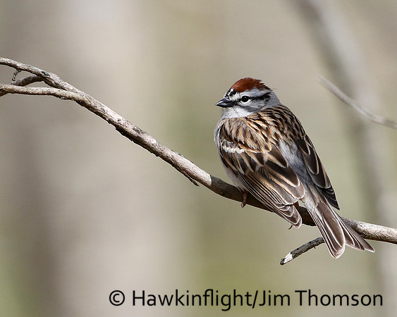 Chipping Sparrow