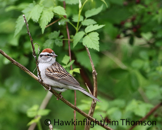 Chipping Sparrow