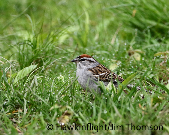 Chipping Sparrow