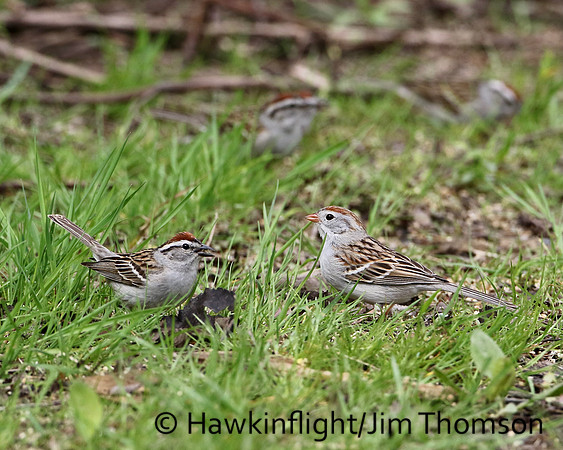 Chipping Sparrow