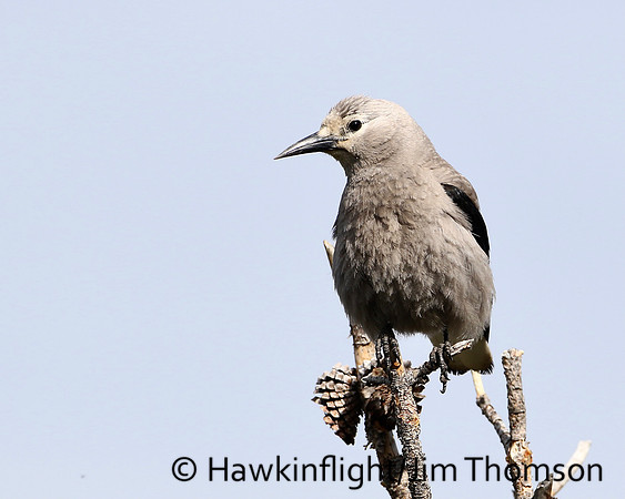 Clarks Nutcracker