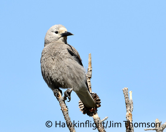 Clarks Nutcracker
