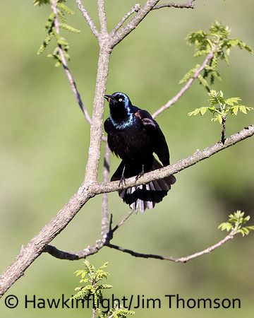 Common Grackle