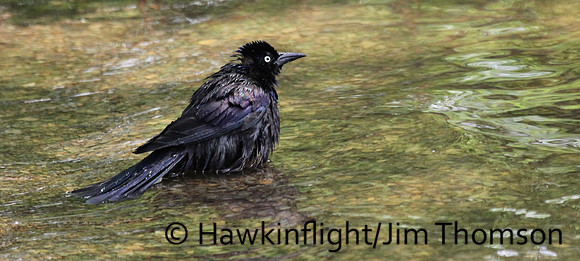 Common Grackle