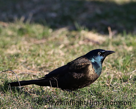 Common Grackle