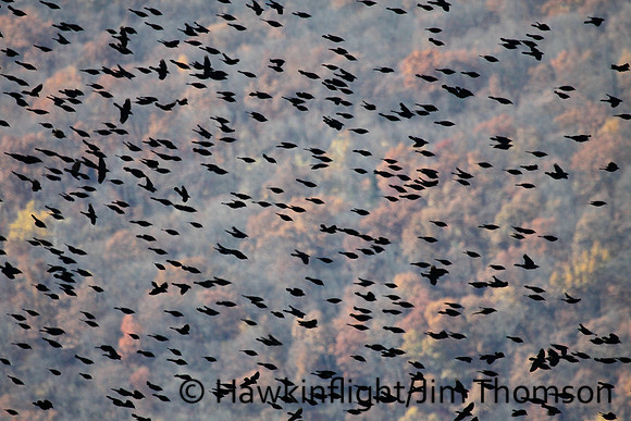 Common Grackle