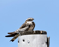 Common Nighthawk