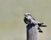 Common Nighthawk