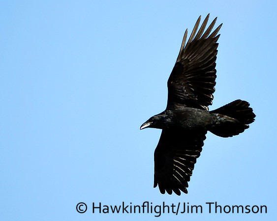 Common Raven