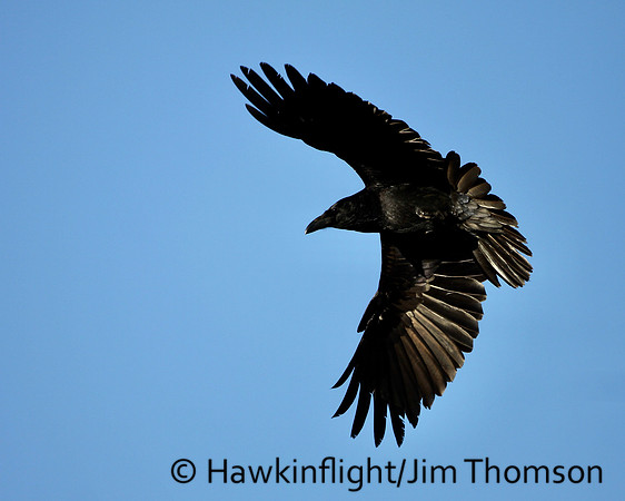 Common Raven