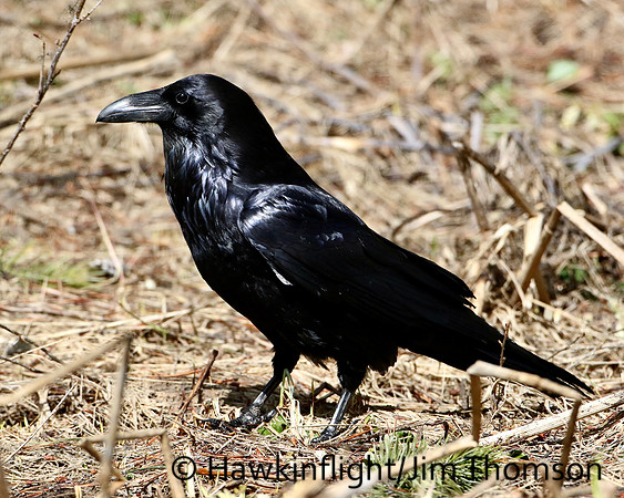 Common Raven