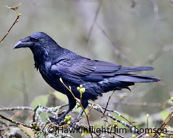 Common Raven