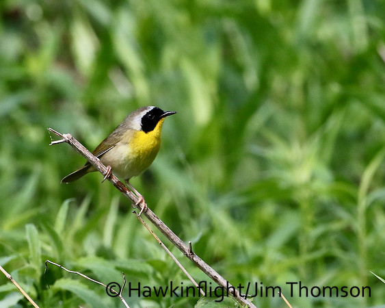 Common Yellowthroat