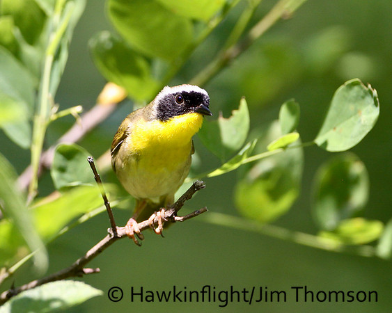 Common Yellowthroat