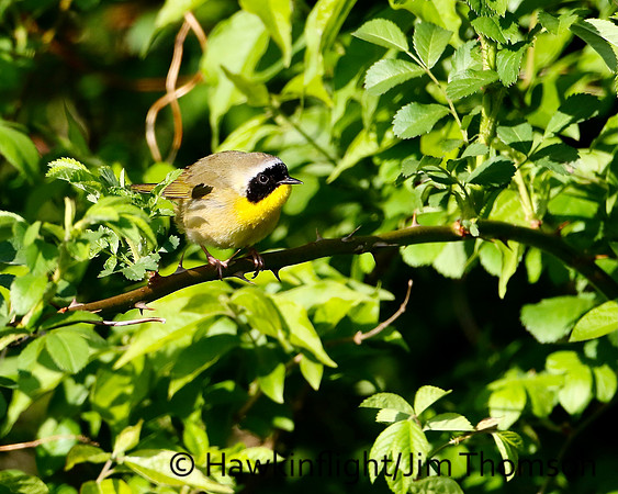 Common Yellowthroat