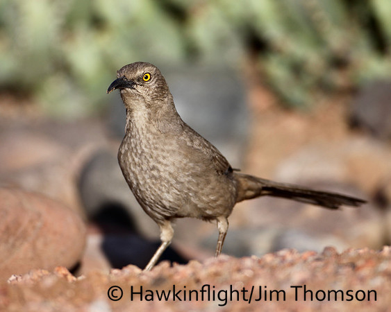 Curve-billed Thrasher