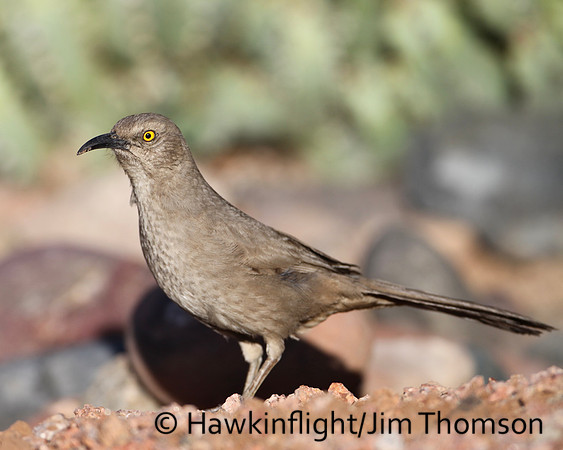 Curve-billed Thrasher