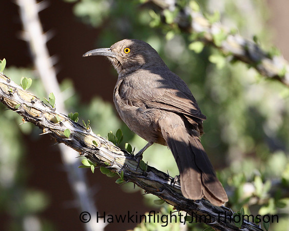 Curve-billed Thrasher