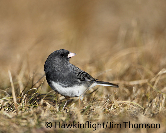 Dark-eyed Junco