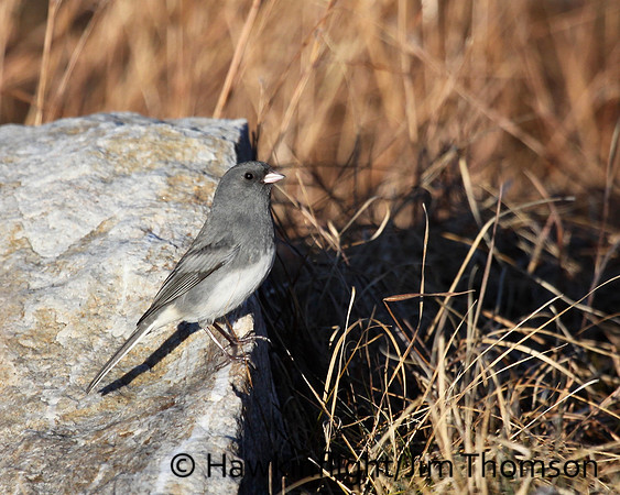 Dark-eyed Junco