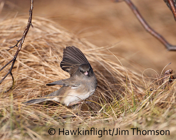 Dark-eyed Junco