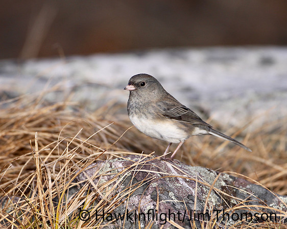 Dark-eyed Junco