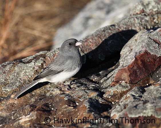 Dark-eyed Junco
