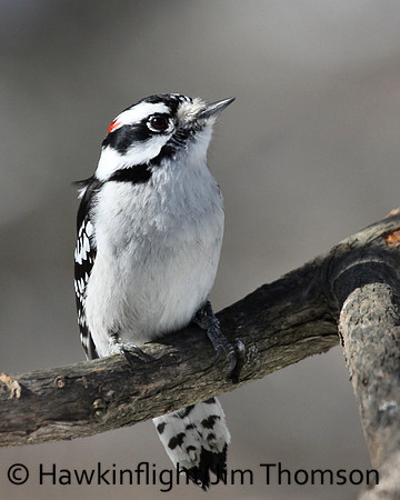 Downy Woodpecker