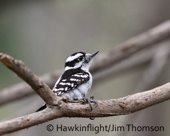 Downy Woodpecker