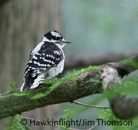 Downy Woodpecker