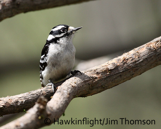 Downy Woodpecker