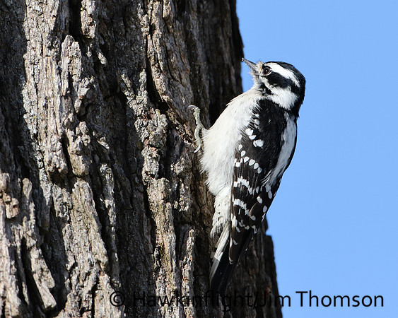 Downy Woodpecker