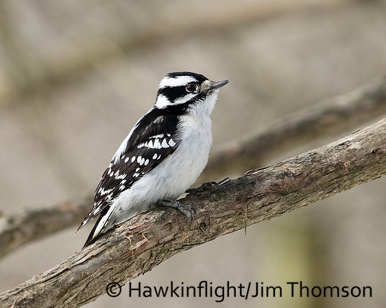 Downy Woodpecker