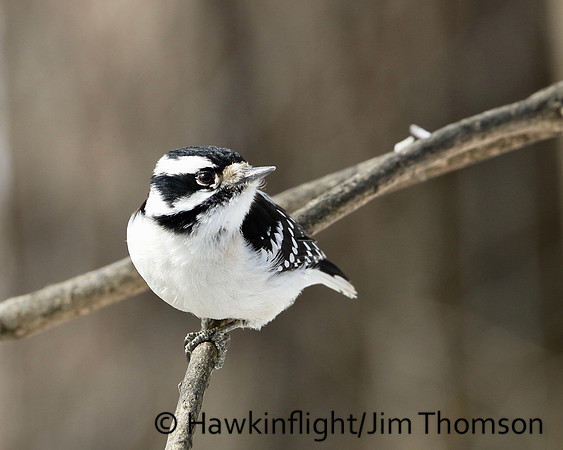 Downy Woodpecker