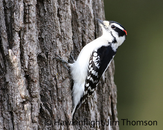 Downy Woodpecker