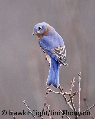 Eastern Bluebird