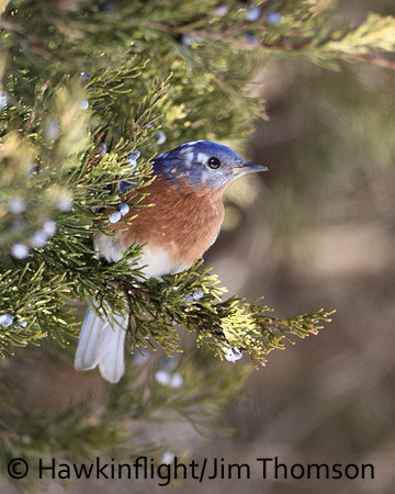 Eastern Bluebird