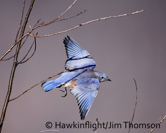 Eastern Bluebird
