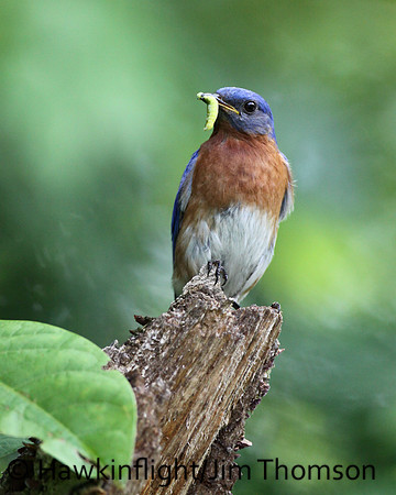 Eastern Bluebird