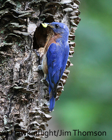 Eastern Bluebird
