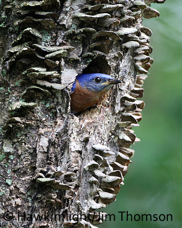 Eastern Bluebird